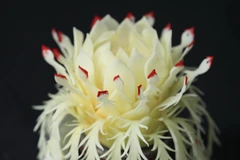 Tác phẩm hoa cách điệu dựa trên ý tưởng chim hồng hạc. 