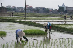 Nông dân cấy lúa chiêm Xuân. (Ảnh: Mạnh Minh/TTXVN)