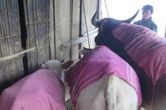 Chống rét cho gia súc. (Ảnh: Công Hải/TTXVN) 