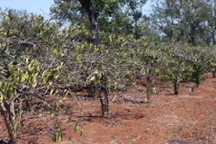 Một vườn càphê đã bị cháy khô do thiếu nước tưới. (Ảnh: Dương Giang/TTXVN)
