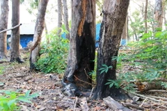 Những gốc cây rừng bị người dân đốt cho chết dần để lấy đất sản xuất. (Ảnh: Lê Đức Hoảnh/TTXVN)