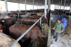 (Ảnh minh họa: Đình Huệ/TTXVN)