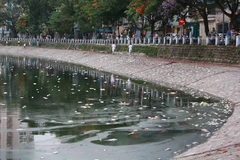 Cá chết ở hồ Hoàng Cầu. (Ảnh: Minh Sơn/Vietnam+)