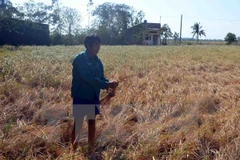 Một cánh đồng bị mất trắng do hạn hán và xâm nhập mặn. (Ảnh minh họa: Nguyễn Thanh Liêm/TTXVN)