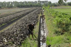 Chuyển đổi cơ cấu cây trồng từ 3 vụ lúa sang 2 vụ lúa 1 vụ màu tại huyện Châu Thành A, tỉnh Hậu Giang. (Ảnh: Duy Khương/TTXVN) 