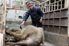 Trâu của gia đình ông Lê Quang Đức, xóm Pò Mán xã Quang Hán, huyện Trà Lĩnh, Cao Bằng bị chết rét sáng 27/1. (Ảnh: Quốc Đạt/TTXVN)