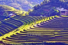 Ruộng bậc thang mùa lúa chín. (Ảnh: Thanh Hà/TTXVN)