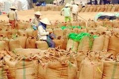 Máy hút lúa thay thế hoạt động thủ công. (Ảnh minh họa: Internet)