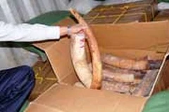 Ảnh chỉ mang tính minh họa. (Nguồn: Internet)