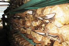 Nấm linh chi được trồng tại trại nấm Vườn Quốc gia Cát Tiên. (Ảnh: dongnai.gov.vn)