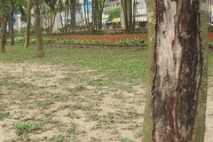 Cận cảnh một gốc cây sưa ở công viên Thống Nhất. (Ảnh: Internet)