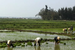 Nông dân cấy lúa đông xuân. (Ảnh: Anh Tôn/TTXVN)