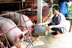 Hội viên Hội Nngười mù Trần Việt Hoàn, Hoài Đức, Hà Nội, được vay vốn phát triển sản xuất. (Ảnh: Thanh Hà/TTXVN)