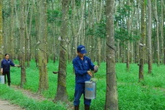 (Ảnh minh họa: Hồng Kỳ/TTXVN)