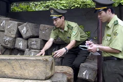 Lực lượng kiểm lâm Quảng Ninh kiểm tra số gỗ lậu bị bắt giữ. (Ảnh Minh Đông/TTXVN)