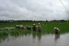 Lúa không thể trổ bông do nước mặn xâm nhập. (Ảnh: Internet)