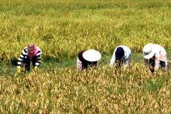 (Ảnh minh họa: Trần Lê Lâm/TTXVN)