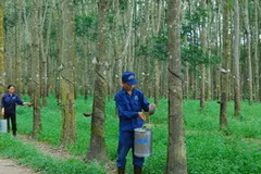 (Ảnh minh họa: Hồng Kỳ/TTXVN)
