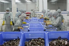 Chế biến tôm xuất khẩu tại Hậu Giang. (Ảnh: Huy Hùng /TTXVN)