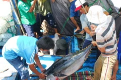 Cá ngừ về bến. (Ảnh: Hồng Kỳ/TTXVN)