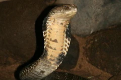 Rắn hổ mang chúa. (Ảnh: Internet)