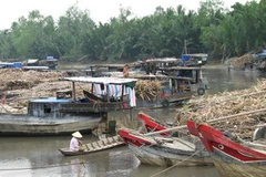 Người dân bán mía cho các nhà máy. (Ảnh: Huy Hoàng/TTXVN)