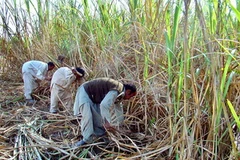 Pakistan cho xuất khẩu 500.000 tấn đường để gỡ khó 