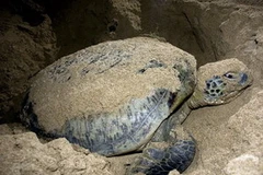 Rùa biển. (Ảnh: Internet)