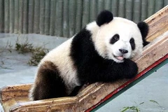 (Ảnh minh họa: Internet)