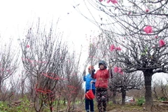 Những cành đào nở sớm được cắt phục vụ nhu cầu chơi Tết sớm của người dân. (Ảnh: Quang Quyết/TTXVN)