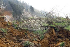 (Ảnh minh họa: Lục Văn Toán/TTXVN)