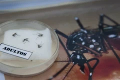 Bộ Y tế Peru đưa ra các thông tin về muỗi Aedes, vật trung gian lây truyền virus Zika. (Nguồn: AFP/TTXVN)