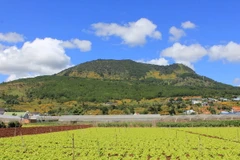 (Ảnh minh họa: Phạm Kha/TTXVN)