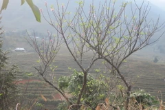 (Ảnh minh họa: Luc Hương Thu/TTXVN)