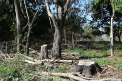 Rừng phòng hộ Dầu Tiếng tại đảo Nhím bị tàn phá nặng nề. (Ảnh: Phạm Thanh Tân/TTXVN)