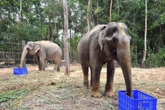 Voi được nuôi tại Vinpearl Safari Phú Quốc. (Ảnh: Lê Huy Hải/TTXVN)