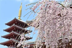 Hoa anh đào tại Tokyo, Nhật Bản. (Ảnh: AFP/TTXVN)