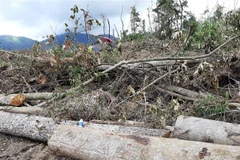 Hiện trường một vụ phá rừng ở Lâm Đồng. (Ảnh: Đặng Tuấn/TTXVN)