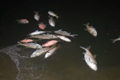 Các cơ quan có trách nhiệm vẫn chưa đưa ra câu trả lời thỏa đáng cho nghi vấn "đánh tháo" cá chết ra khỏi hồ Linh Đàm ngày 27/10 vừa qua (Ảnh: Sơn Bách/Vietnam+) 