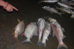 Nhiều cá thể cá rất lớn chết dạt vào bờ hồ Nam Linh Đàm (Ảnh: Sơn Bách/Vietnam+) 