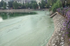 Từ nhiều ngày nay, tại hồ Văn Quán bắt đầu xuất hiện tình trạng mặt nước đóng mảng, mùi hôi thối bốc lên hết sức khó chịu (Ảnh: PV/Vietnam+) 