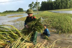 Cảnh sát cứu lúa giúp dân (Ảnh: Cộng tác viên) 