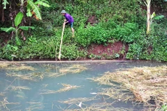 Người dân đi vớt cá chết nổi trên ao (Ảnh: PV/Vietnam+) 