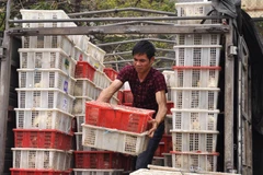 Số bồ câu nghi nhập lậu Trung Quốc (Ảnh: CQCN cung cấp) 