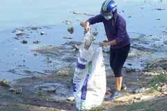 Một người không mặc áo đồng phục của Xí nghiệp thoát nước số 4 thu gom cá chết vào bao tải (Ảnh chụp sáng 28/10 tại hồ Linh Đàm) 