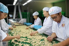 Công nhân chế biến hạt điều xuất khẩu. (Nguồn: TTXVN)