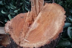 Ảnh minh họa. (Nguồn: TTXVN)