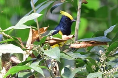 Chim Đầu Vàng tại tiểu khu rừng Khu bảo tồn thiên nhiên Xuân Liên. (Ảnh: Nguyễn Nam/TTXVN)