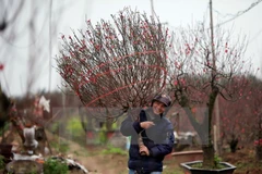 Ảnh minh họa. (Nguồn: TTXVN)