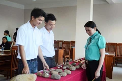 Phát hiện xưởng chế tác rìu đá có niên đại hơn 5.000 năm ở Gia Lai